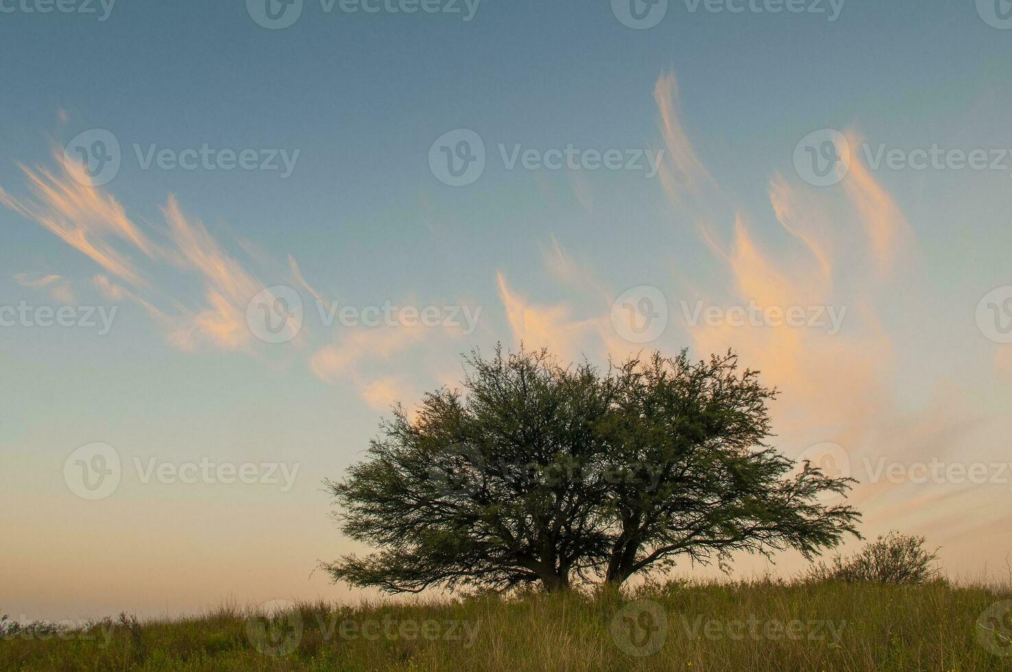 Pampas Baum Landschaft, la Pampa Provinz, Patagonien, Argentinien. foto