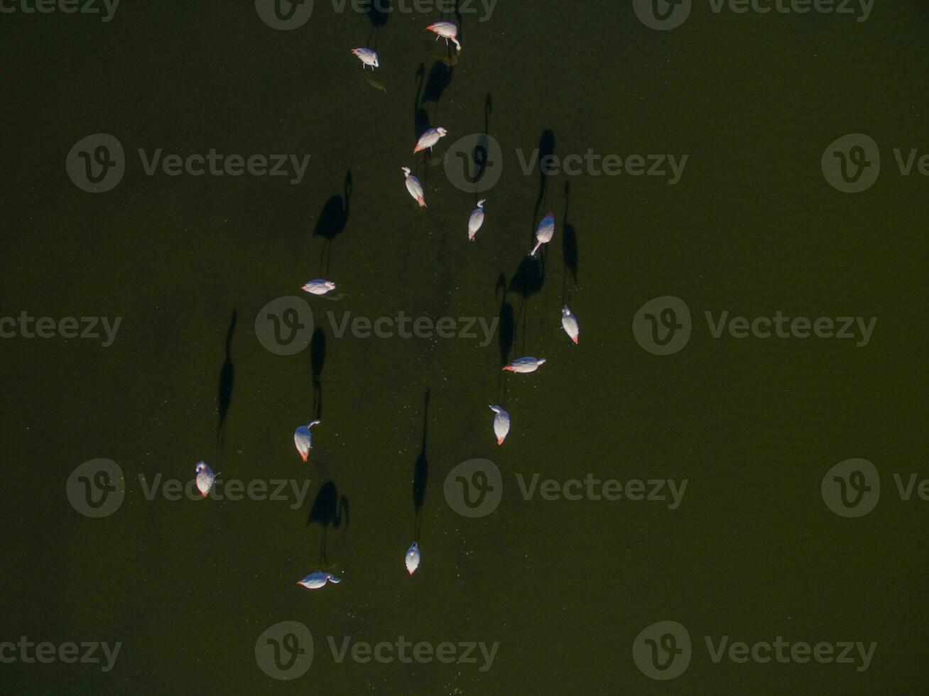 Flamingos im Patagonien , Antenne Aussicht foto