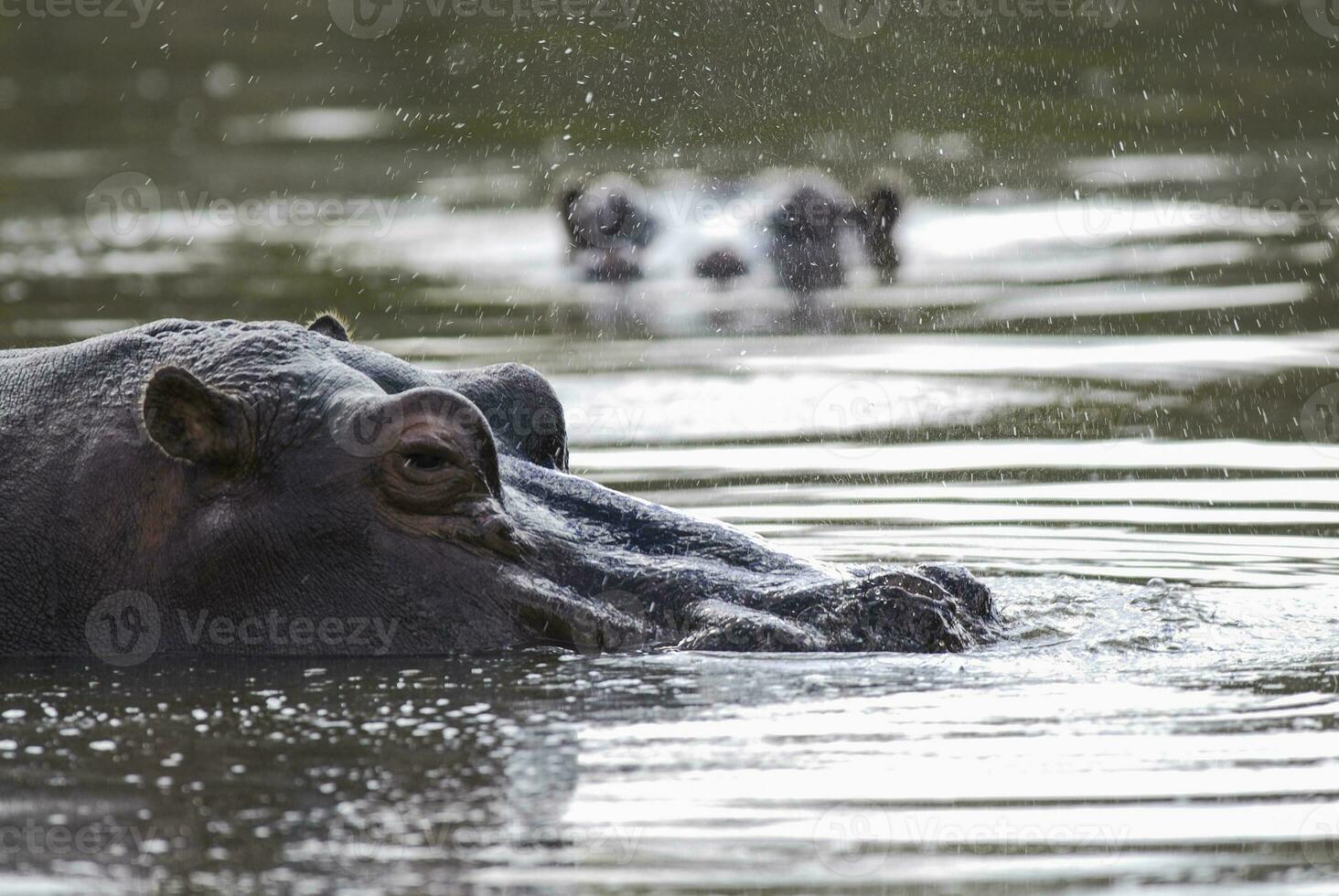 afrikanisch Nilpferd, Süd Afrika, im Wald Umgebung foto