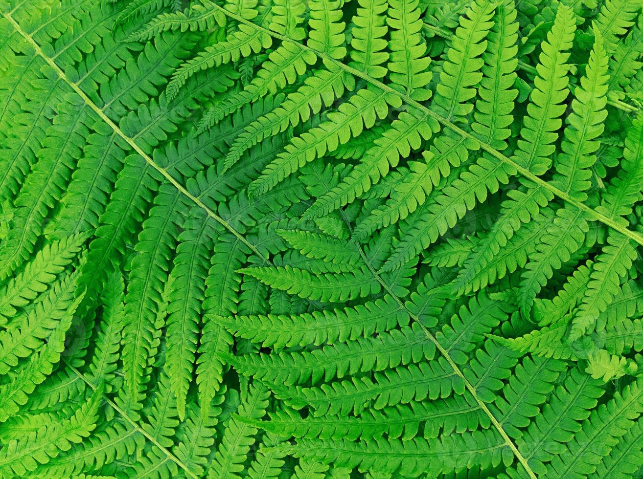 Naturmuster aus grünen Farnblättern. foto