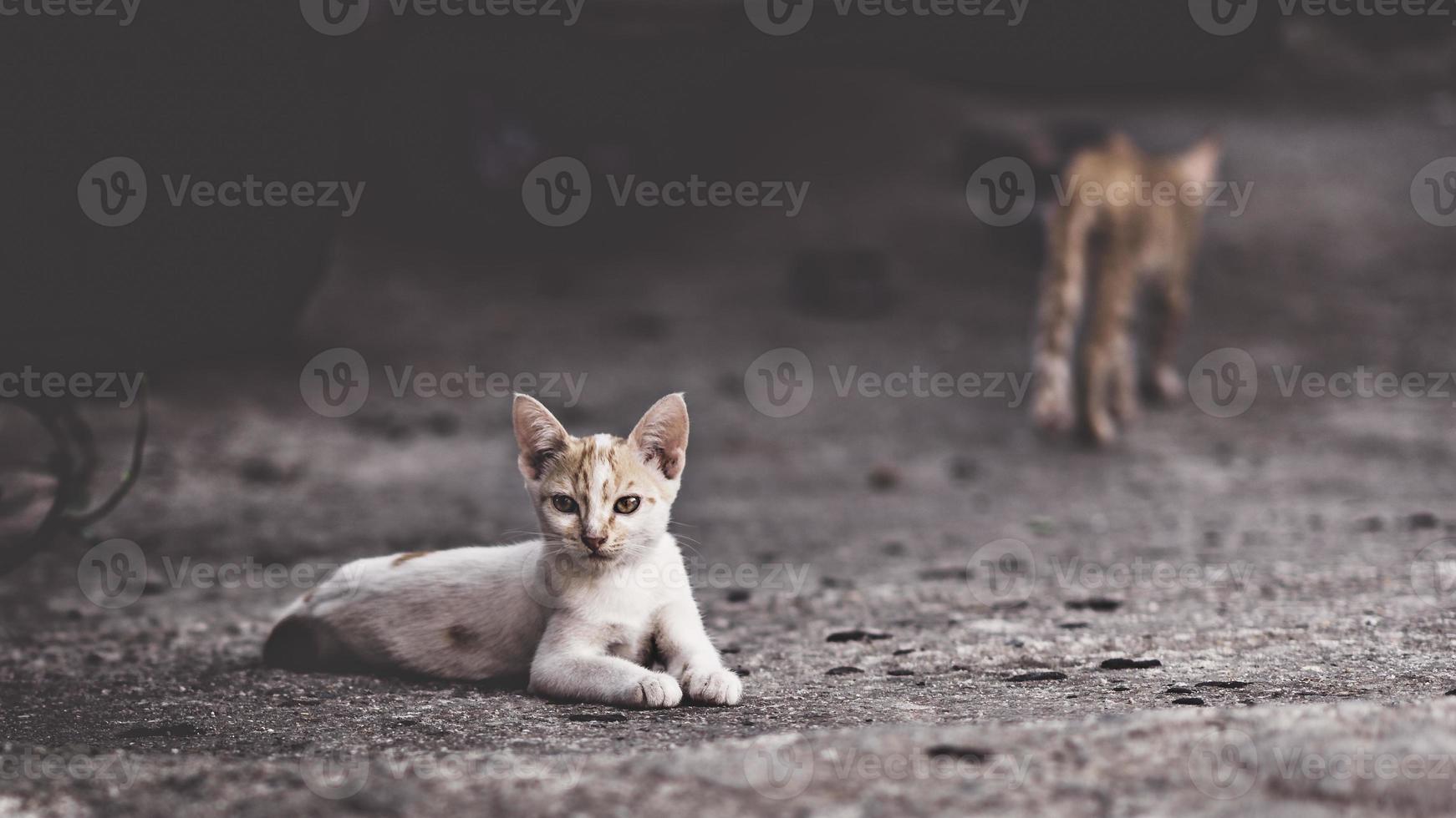 zwei Katzen in einer sehr komplizierten Beziehung. zwei Hauskatzen, die zusammen draußen Spaß haben. foto