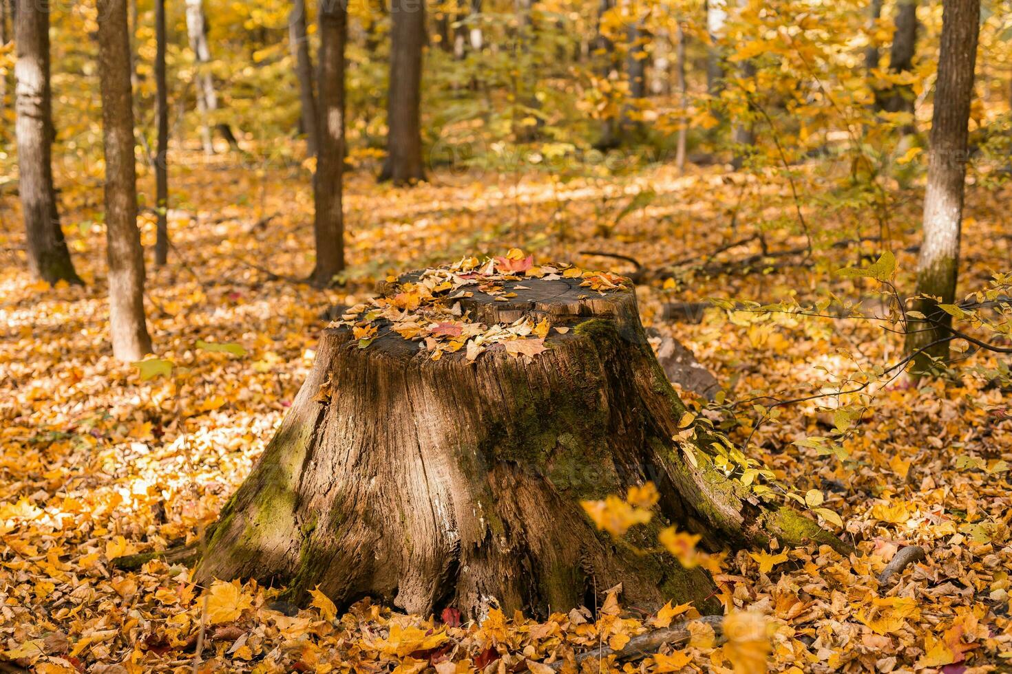 alt Stumpf und Gelb Ahorn Blätter im Herbst Wald. fallen Landschaft. Herbst Jahreszeit natürlich Hintergrund foto