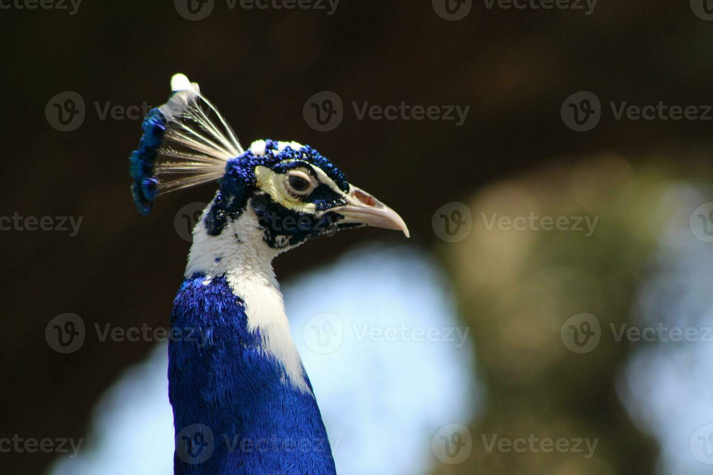 schön Pfau beim ein Vogel Heiligtum im Florida foto