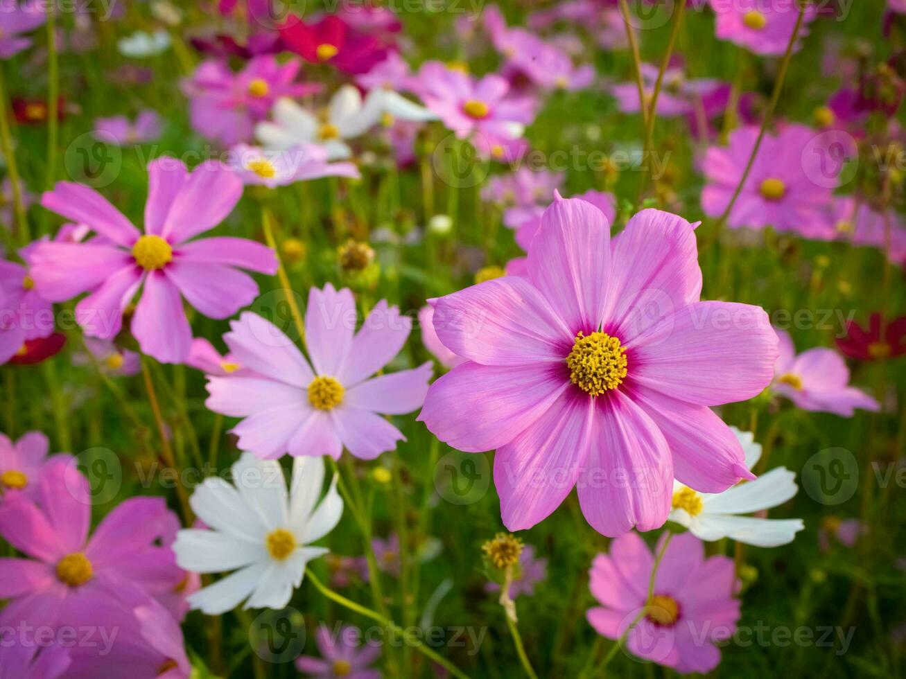 Kosmos Blume mit verschwommen Hintergrund. Blühen Rosa Blume. foto