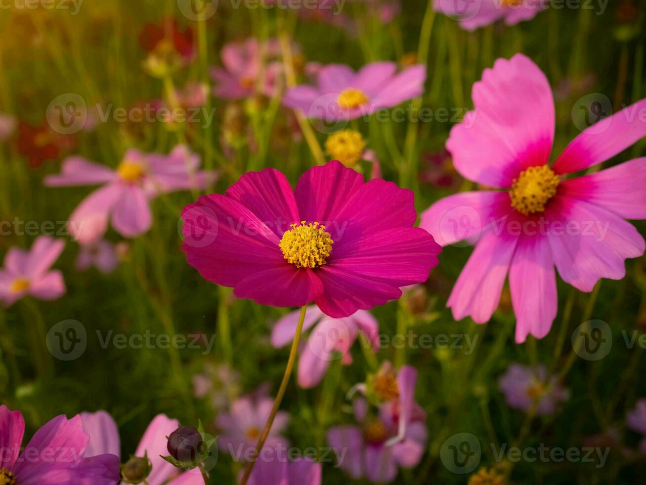 Kosmos Blume mit verschwommen Hintergrund. Blühen Rosa Blume. foto