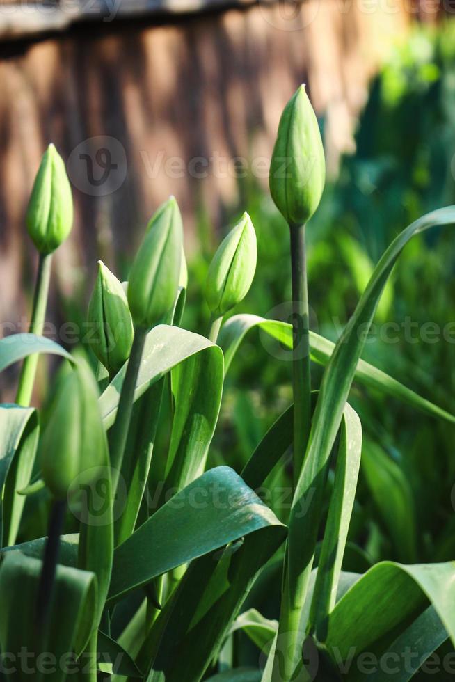 geschlossene grüne Tulpenknospen und lange Blätter foto