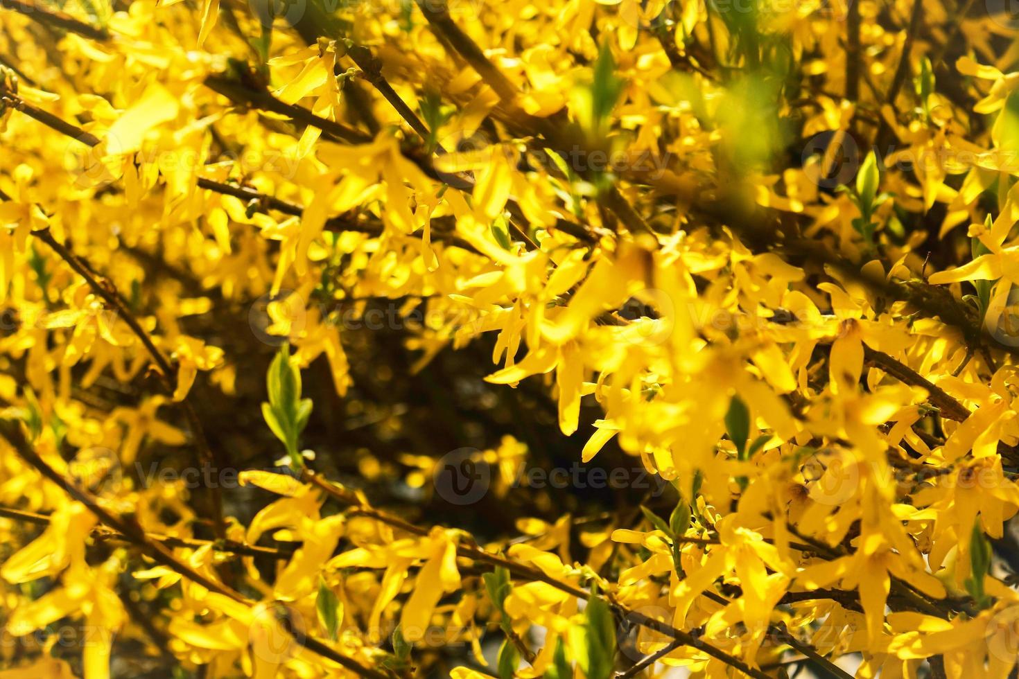 Gelbe Forsythienhecke in voller Blüte mit großer Blütendichte foto