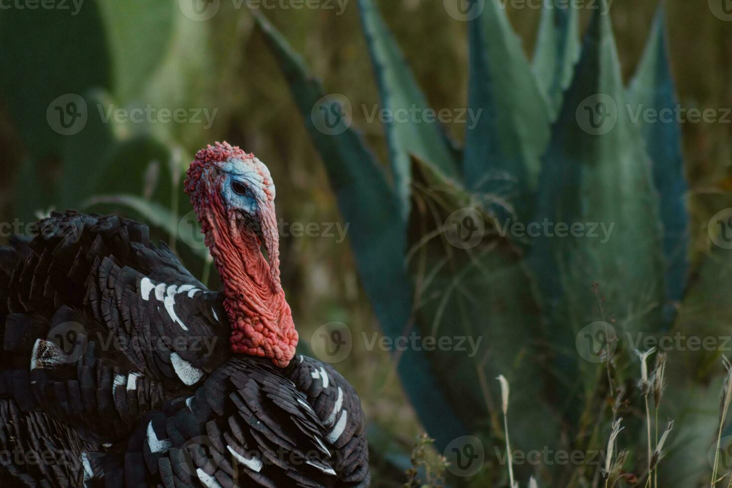 das Truthahn, ein Vogel von Natur, Mischungen mit das voller Pflanzen Umfeld foto