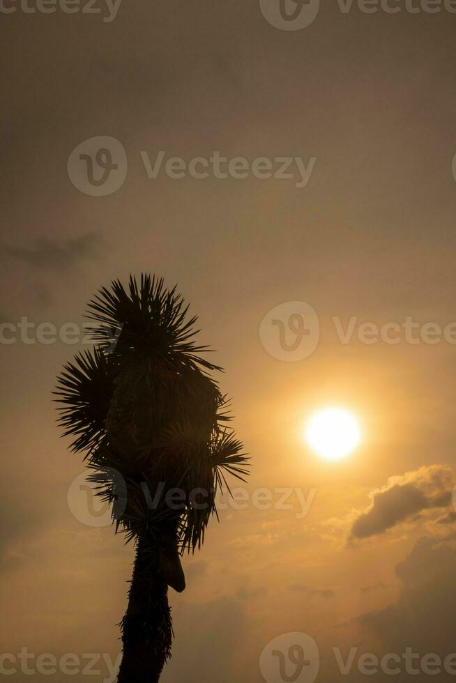 das Sonne setzt, ein heiter Landschaft entsteht, mit Palme Bäume silhouettiert gegen das bunt Himmel. foto