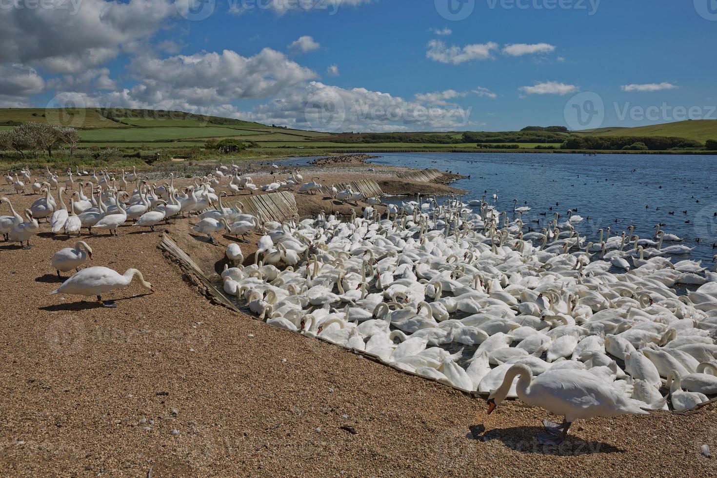 Schwarm Schwäne bei Abbotsbury Swannery in Dorset, Großbritannien foto