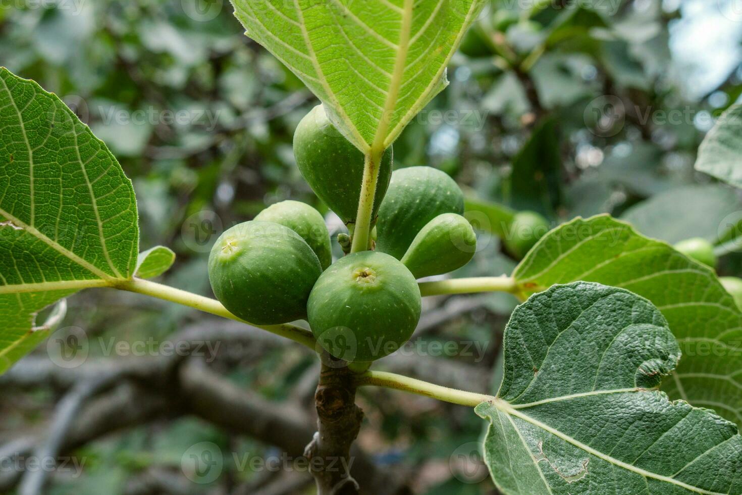 Baum voll von Frucht, es Anzeigen auf es ist Geäst ein Angebot von köstlich reif Früchte, einschließlich Feigen. foto