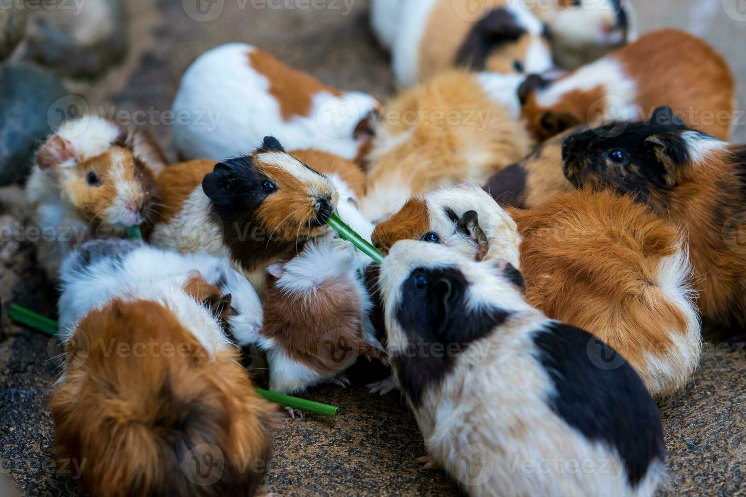 ein Gruppe von bezaubernd Haustier Guinea Schweine im das Garten im dalat, Vietnam foto