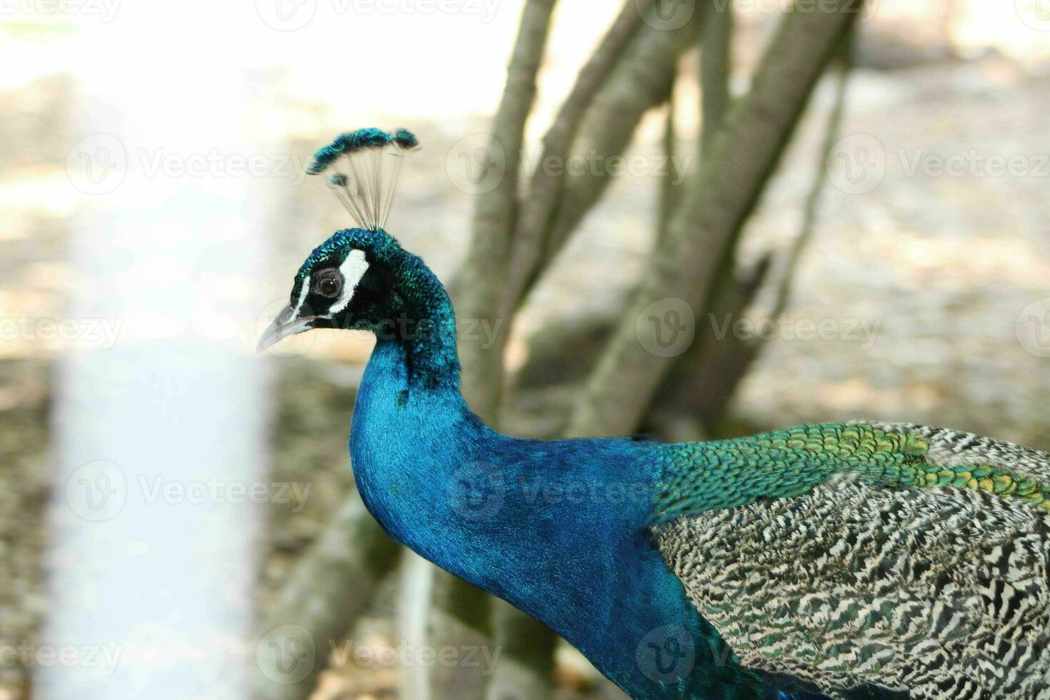 schön Pfau beim ein Vogel Heiligtum im Florida foto