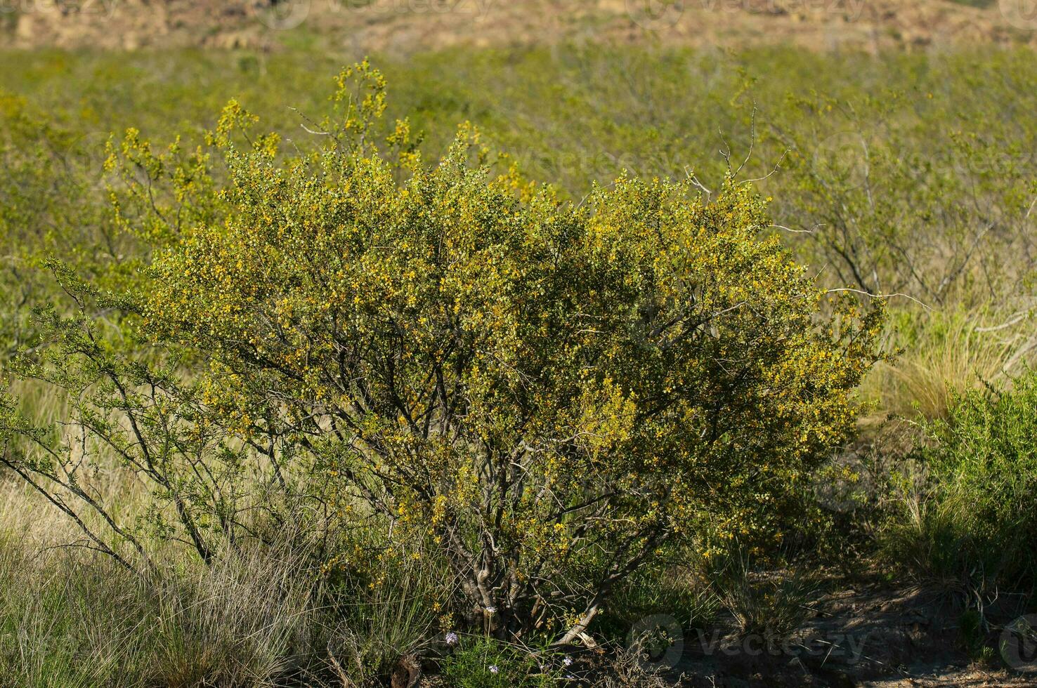 Kreosot Busch, lihue Calel National Park, la Pampa, Argentinien foto