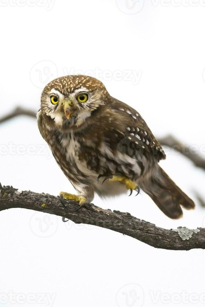 eisenhaltig Pygmäe Eule, Glaucidium Brasilianum, calden Wald, la Pampa Provinz, Patagonien, Argentinien. foto