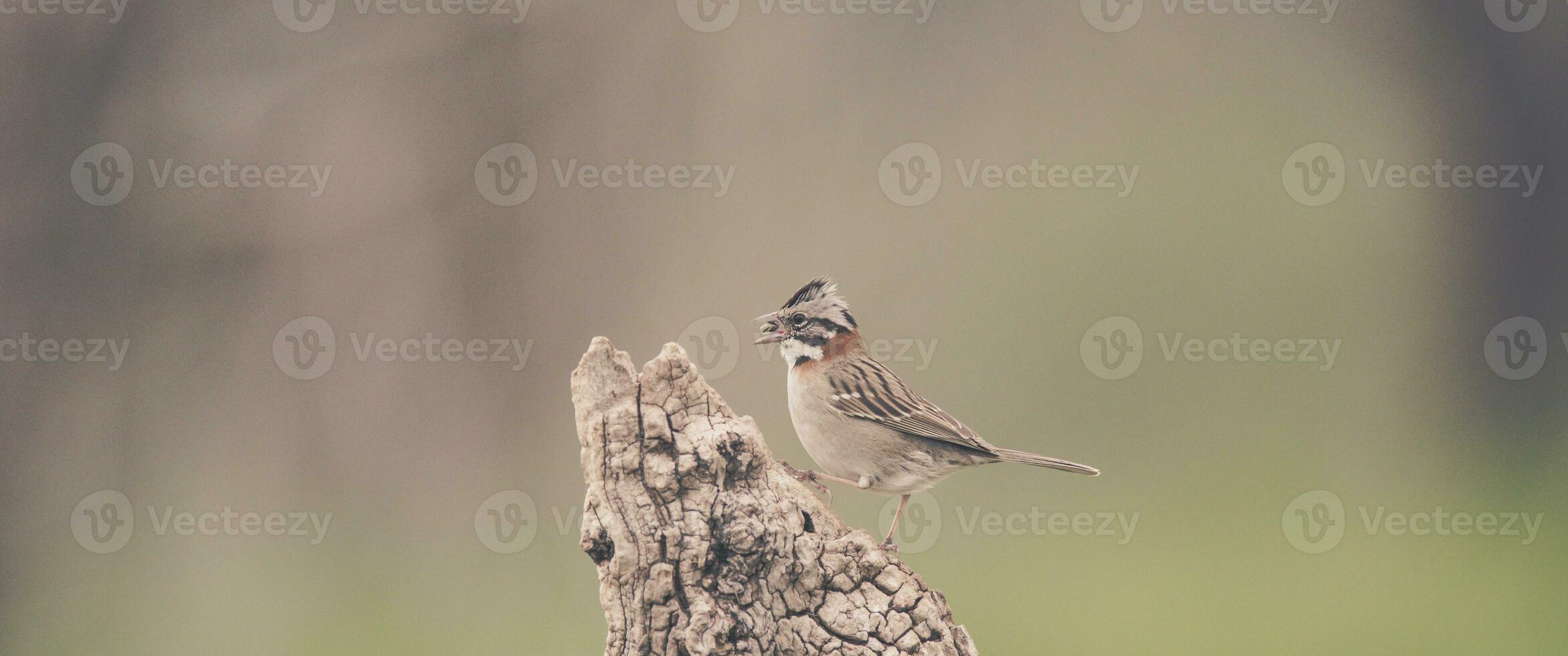 rufous Halsband Spatz, Pampas, Patagonien, Argentinien foto