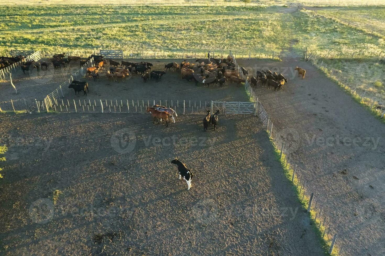 das Vieh erziehen im Pampas Landschaft, la Pampa Provinz, Argentinien. foto