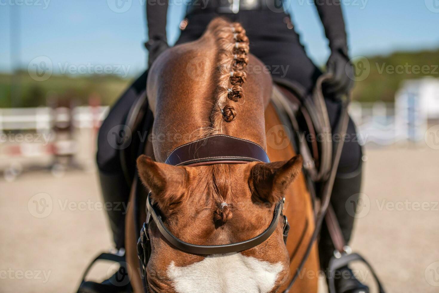 Hals von ein Sport braun Pferd mit das geflochten Mähne foto