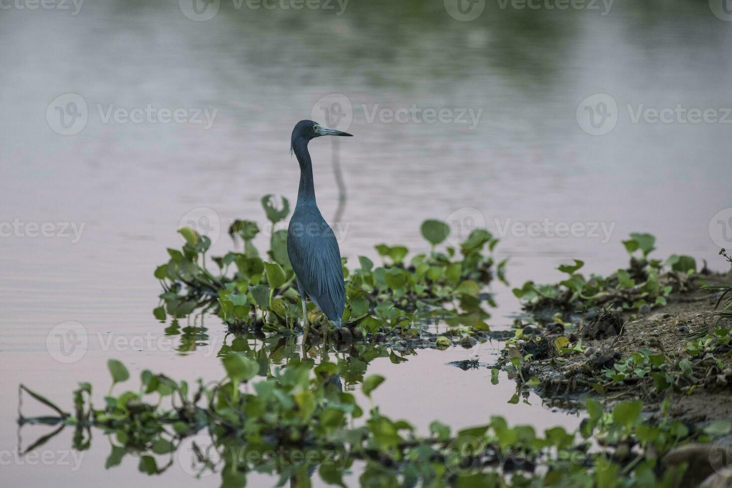 wenig Blau Reiher, Egretta Caerulea, Pantanal, Brasilien foto