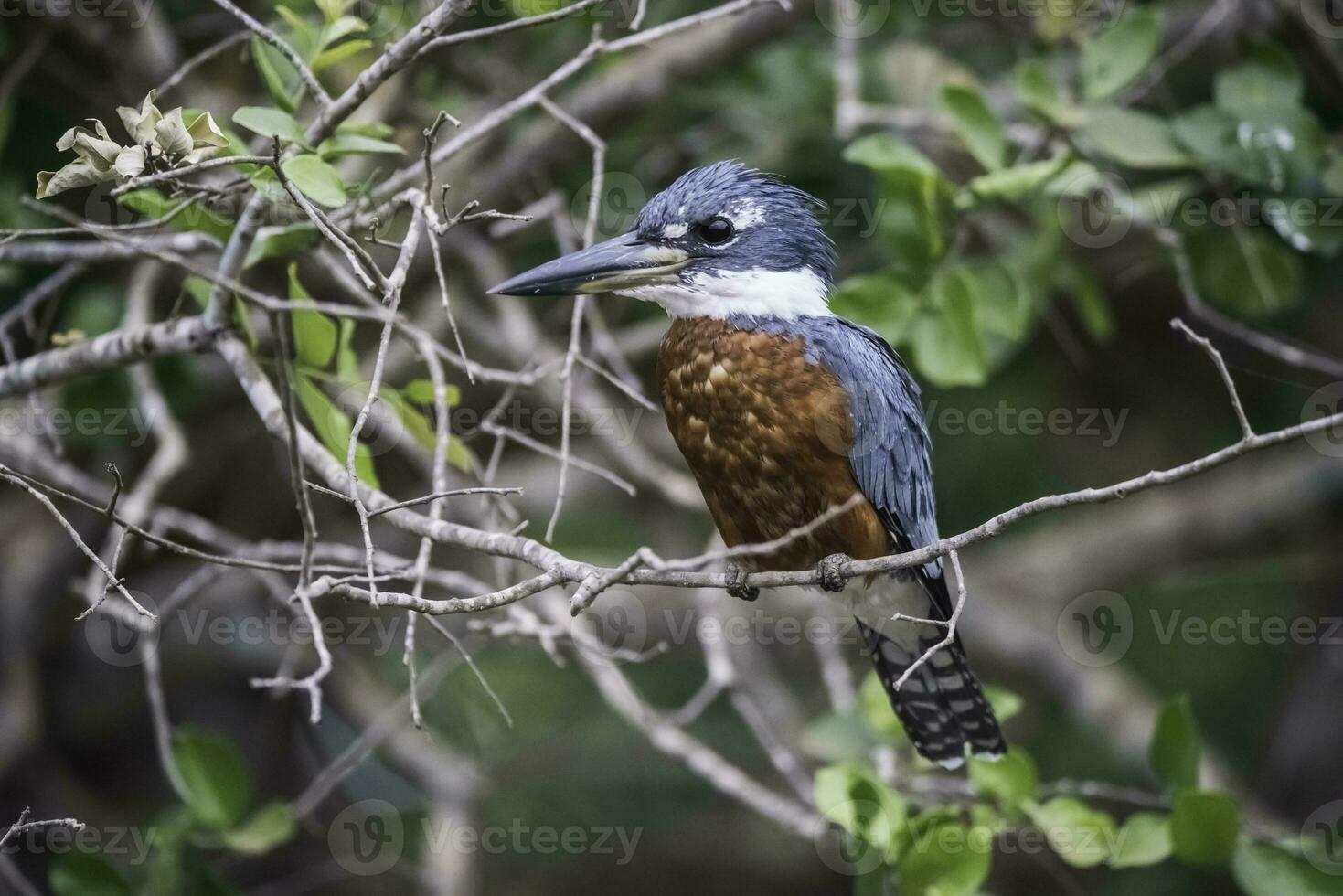klingelte Eisvogel gehockt, Banken von das cuiaba Fluss, mato Grosso, Pantanal, Brasilien foto
