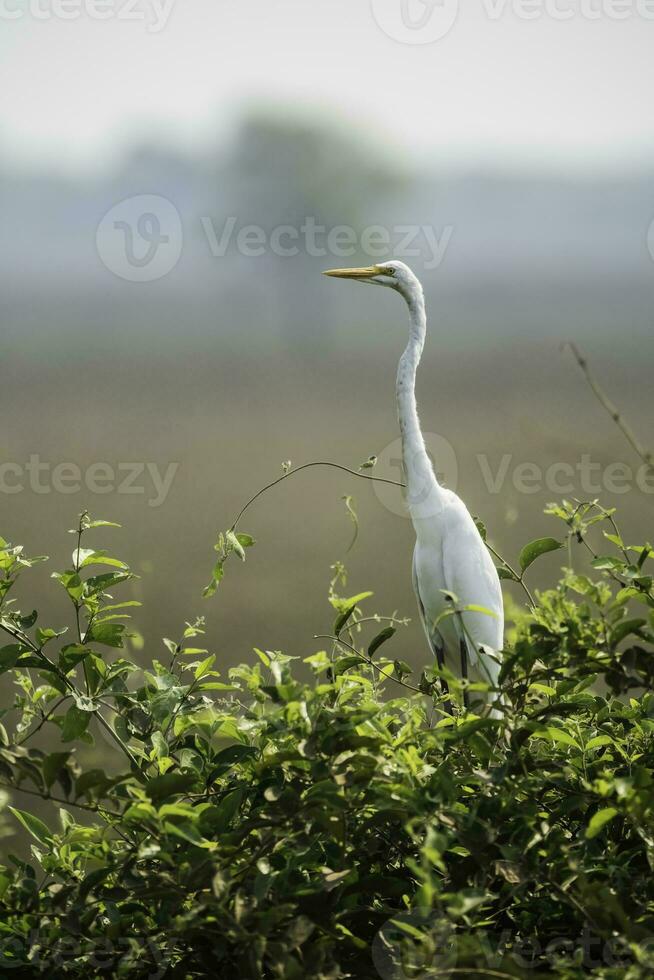 Egretta Alba, großartig Reiher, Pantanal, mato Grosso, Brasilien. foto