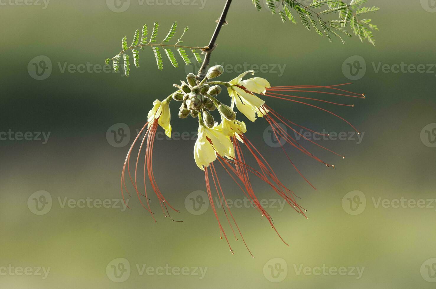 wild Blume im Patagonien, Caesalpinia Gilliesii, la Pampa, Argentinien. foto