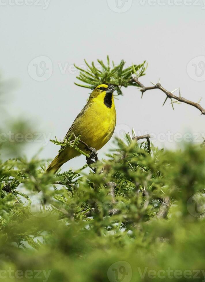 Gelb Kardinal, Gouverneurin Cristata, gefährdet Spezies im la Pampa, Argentinien foto