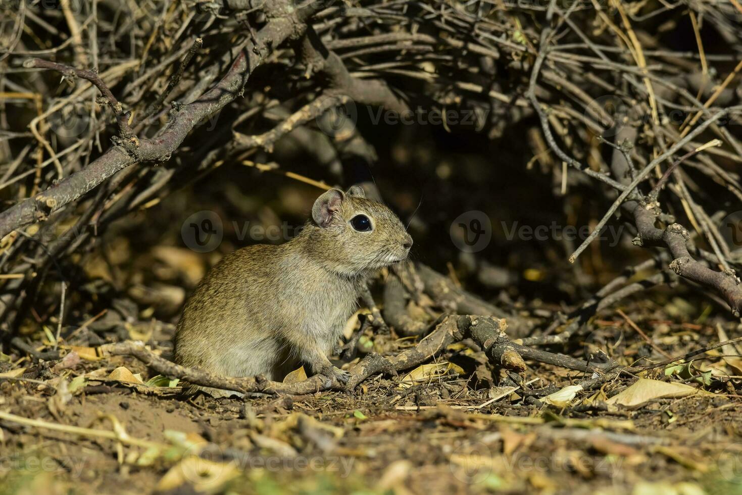 Wüste Cavi, lihue Calel National Park, la Pampa Provinz, Patagonien , Argentinien foto