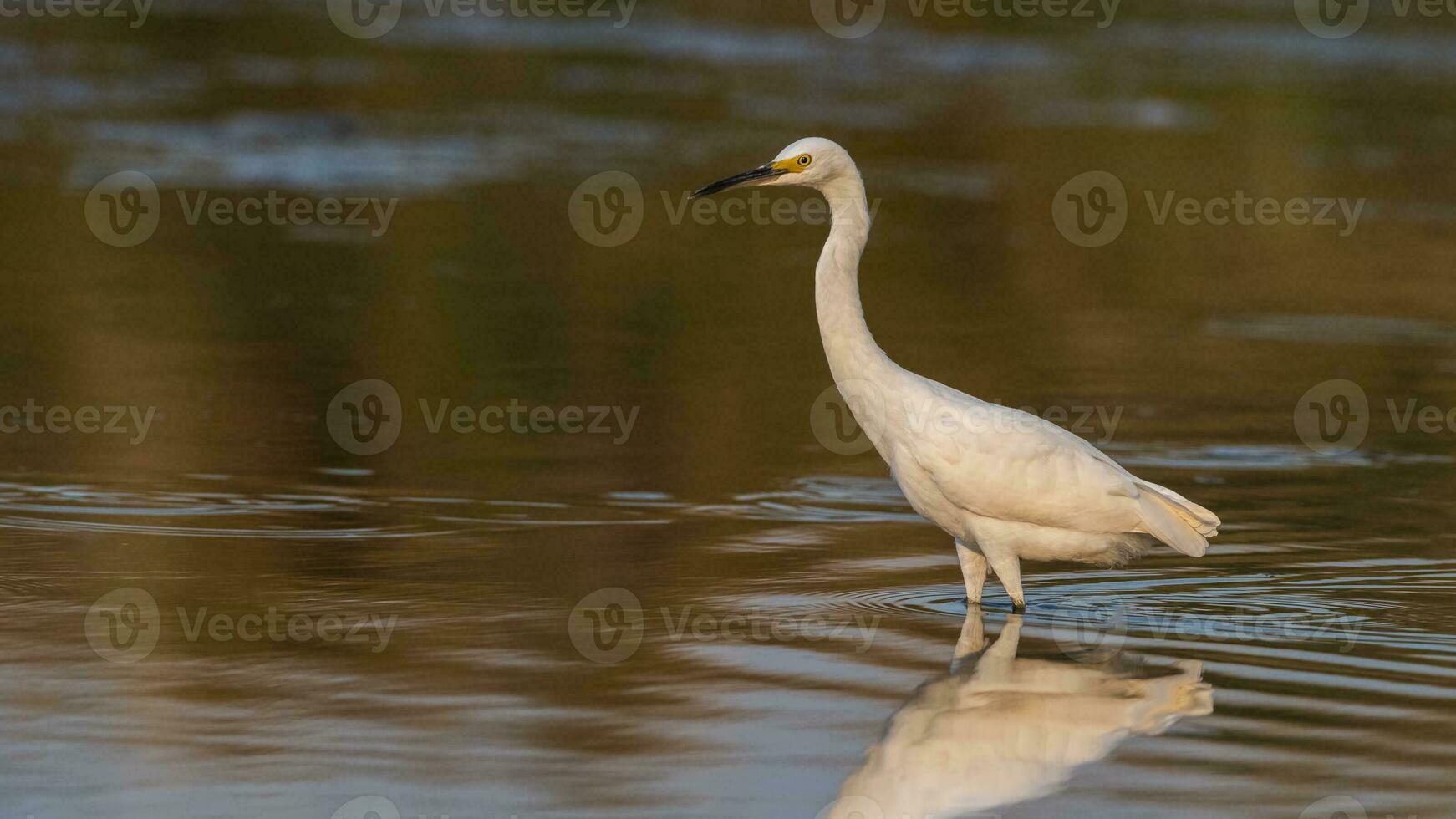 schneebedeckt Reiher, Egretta Thula , gehockt, la Pampa Provinz, Patagonien, Argentinien. foto