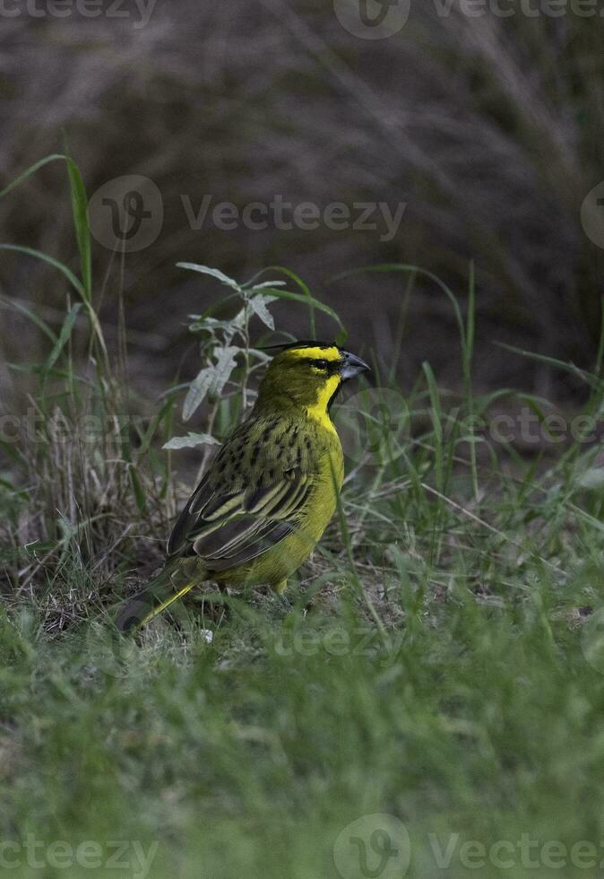 gelb Kardinal, Gouverneurin Cristata, gefährdet Spezies im la Pampa, Argentinien foto