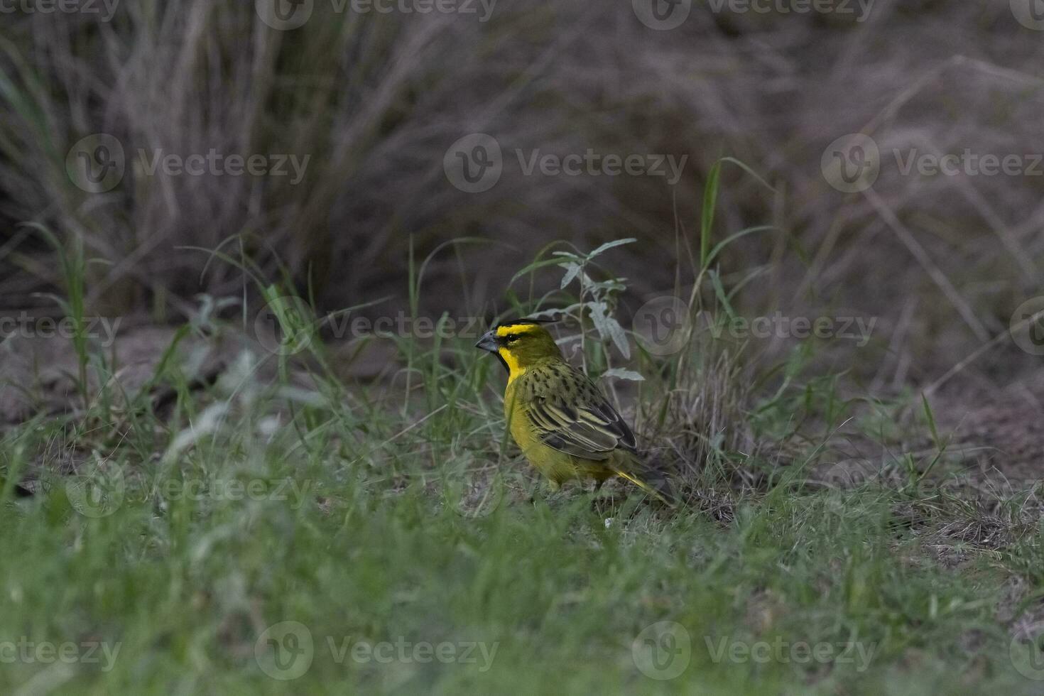 gelb Kardinal, Gouverneurin Cristata, gefährdet Spezies im la Pampa, Argentinien foto