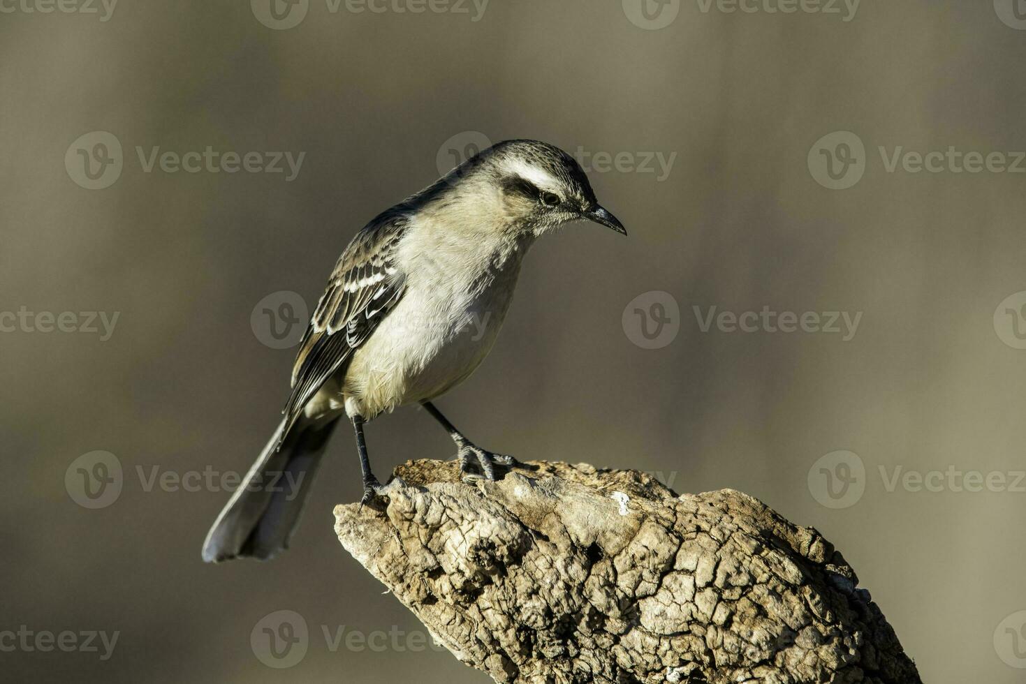 Weiß gebändert Rauchvogel , la Pampa Provinz, Patagonien Wald, Argentinien. foto