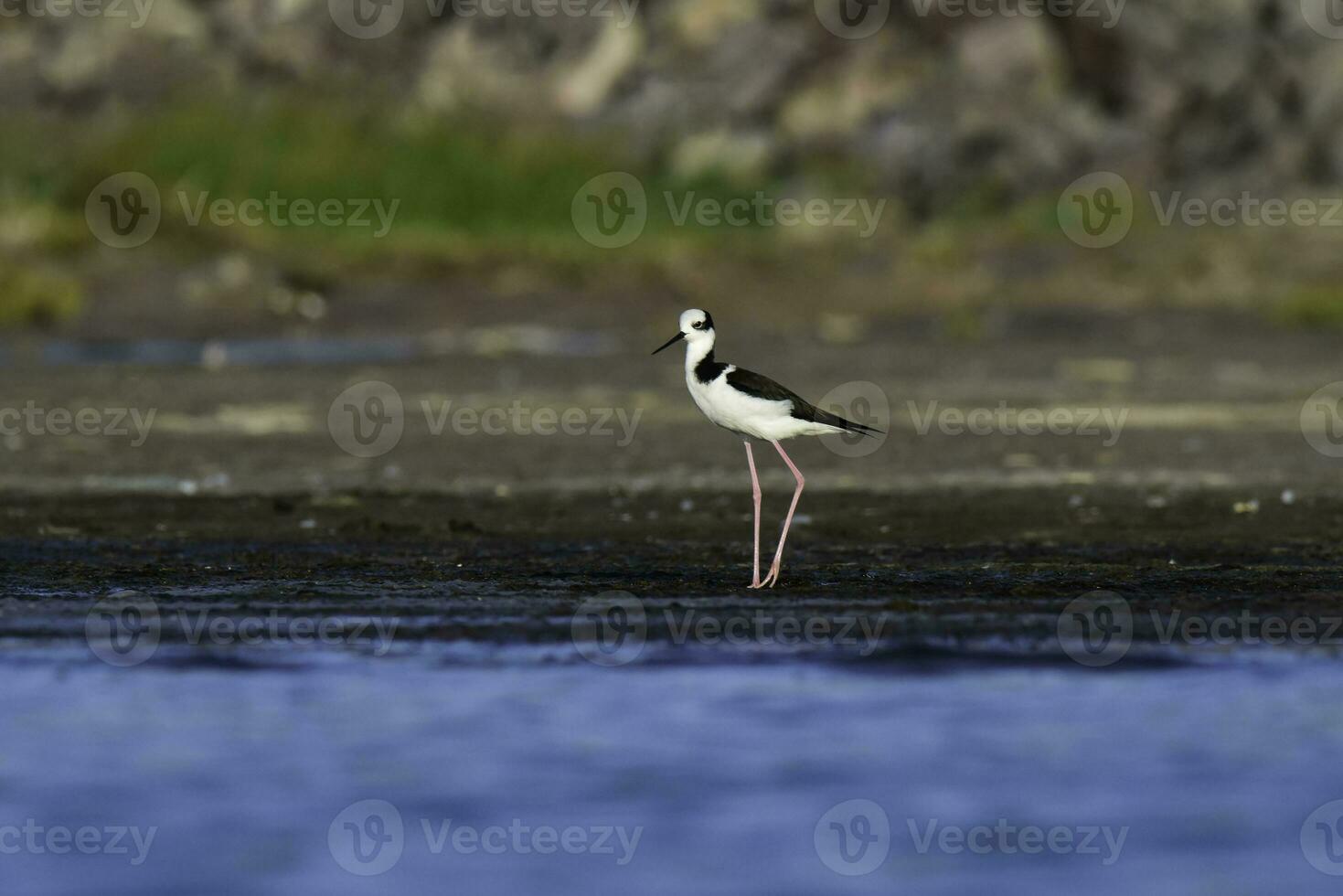 Süd- Stelze, Himantopus melanurus im Flug, la Pampa Provinz, Patagonien, Argentinien foto