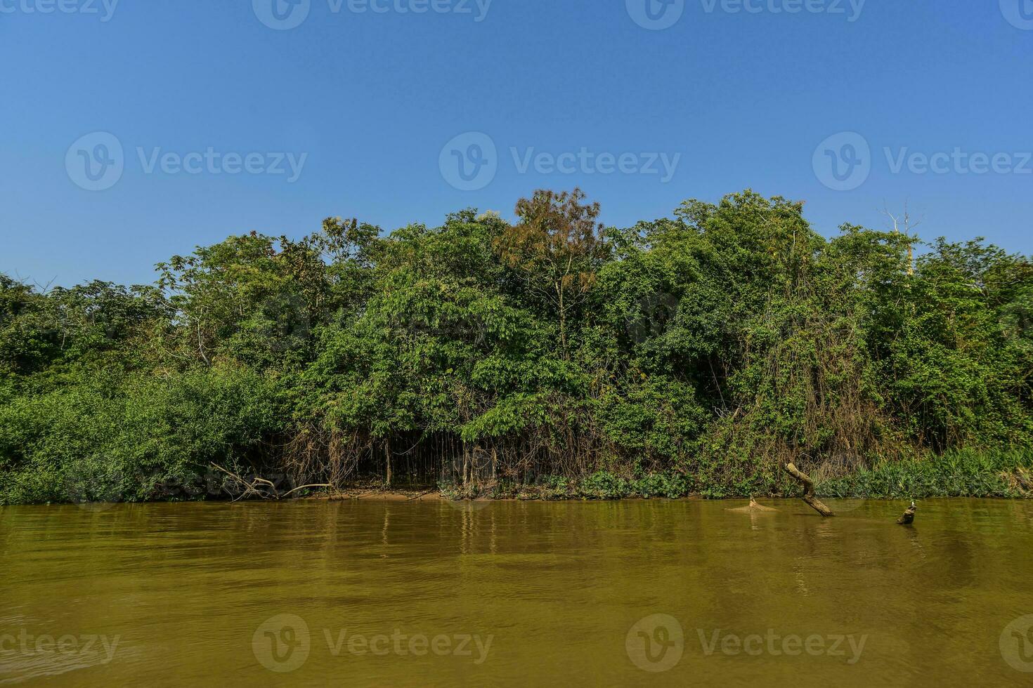 Fluss Landschaft und Dschungel, Pantanal, Brasilien foto