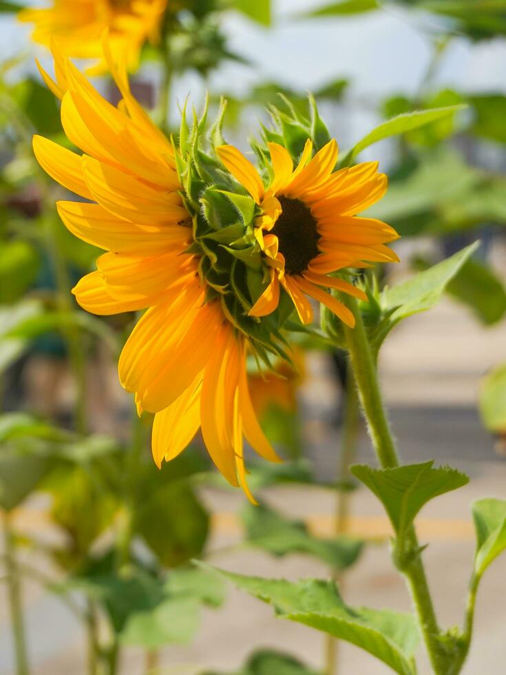 bunga matahari oder Sonne Blume oder Helianthus annuus l foto