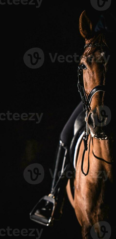 Dressur Pferd auf dunkel Hintergrund foto