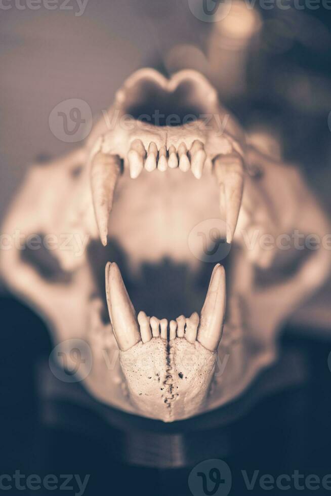 Schädel von wild gefährlich Tier zeigen Zähne dunkel Konzept foto