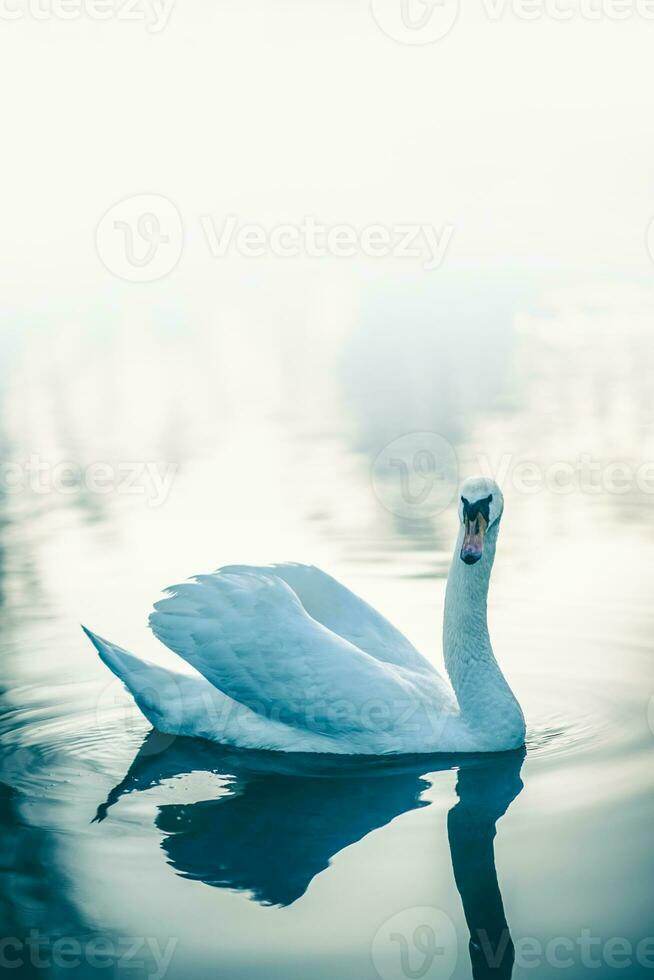 einsam Weiß Schwan Schwimmen im das See. foto