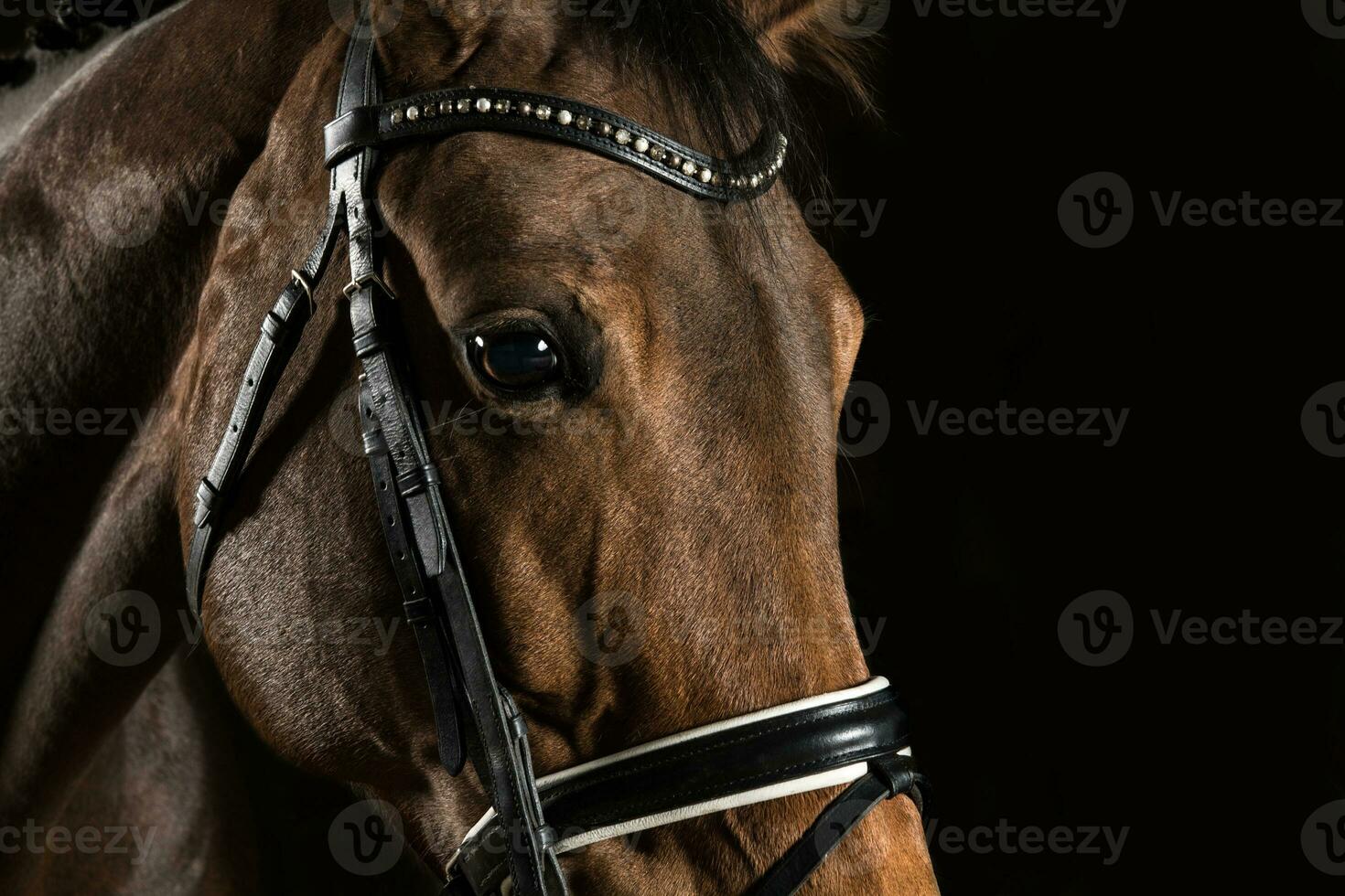 Nahansicht von Pferd Kopf auf schwarz Hintergrund. Pferdesport Thema. foto