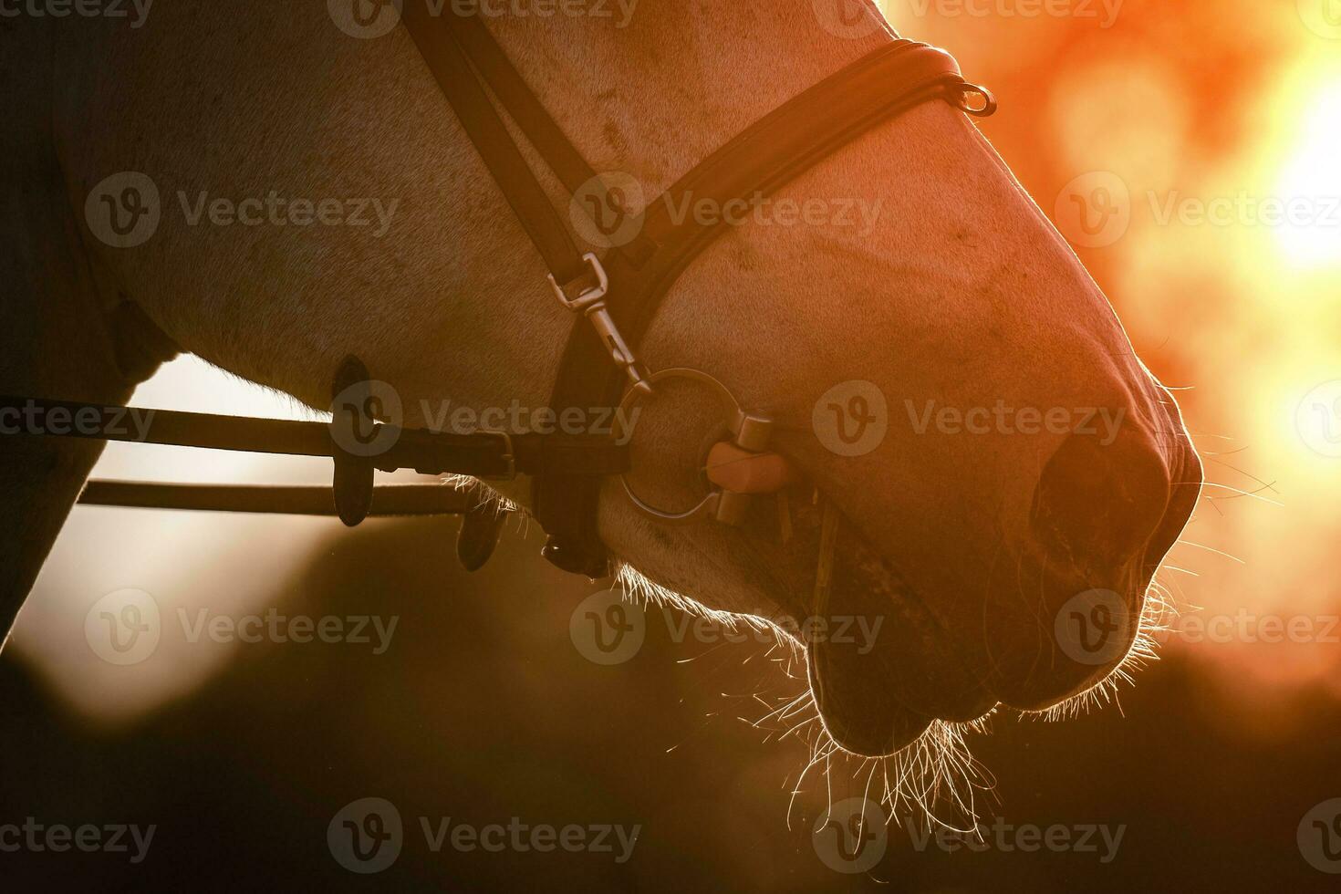 Pferd Kopf beim das Sonnenuntergang. Pferdesport Thema. foto