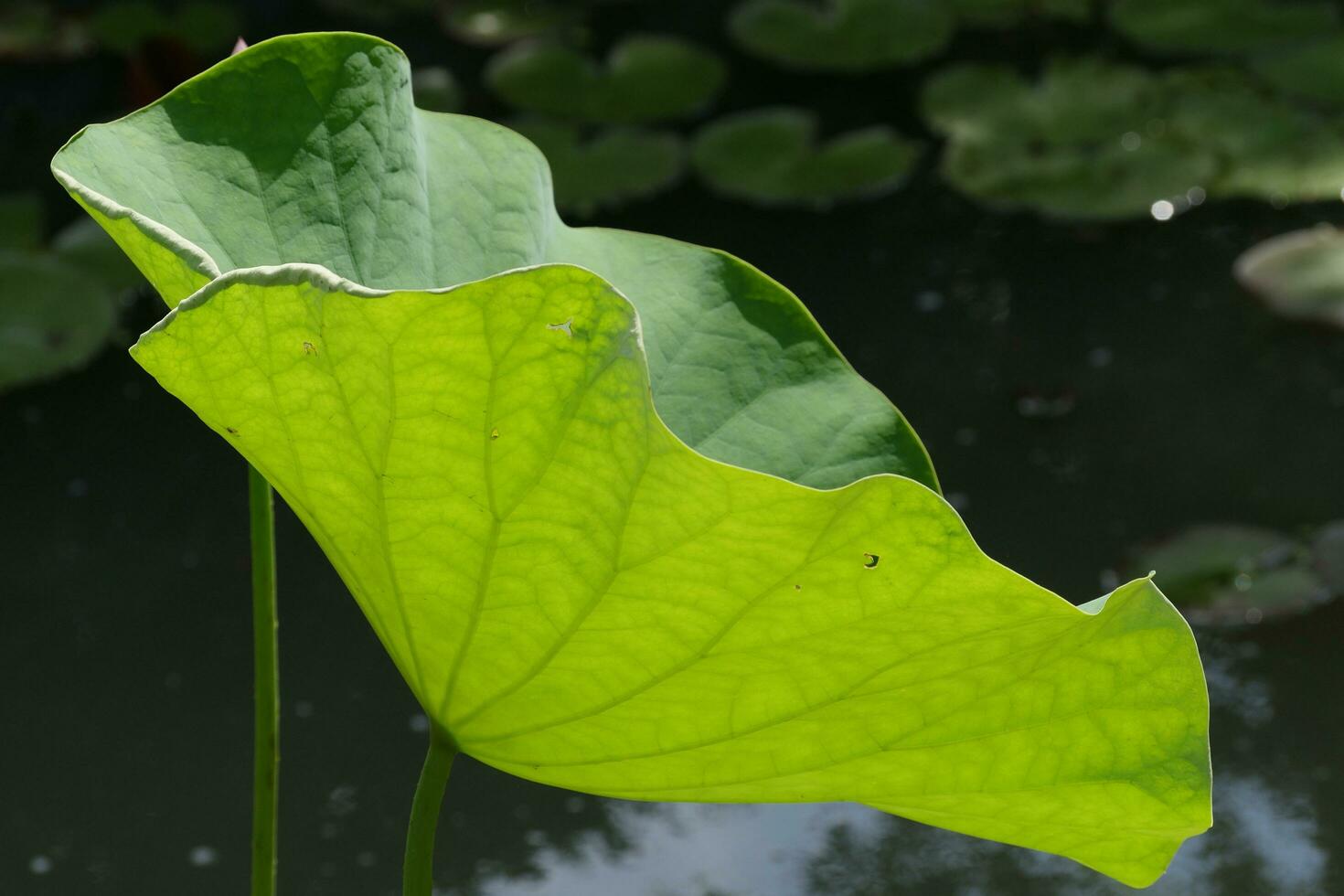 Lotus Blatt Unterseite foto