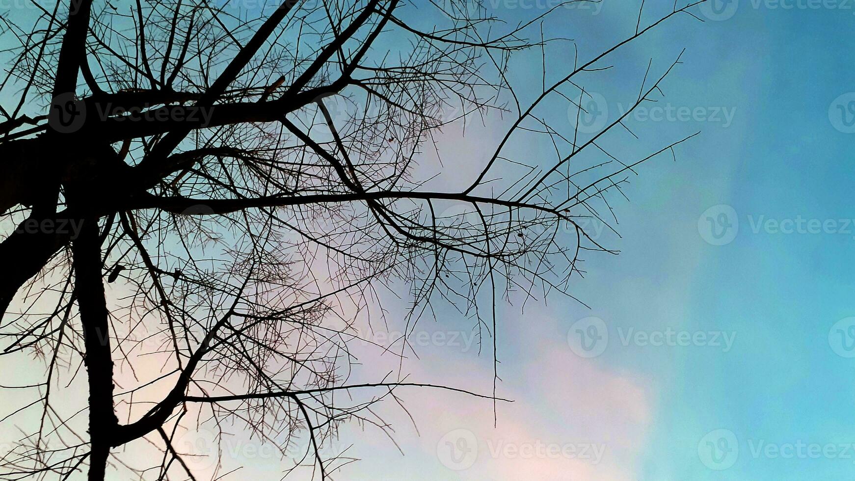 erstellen Schönheit Landschaft, mit Rosa, Blau Himmel suchen oben blattlos Baum. Natur Atmosphäre Abend ist hell und charmant im Landschaft, Thailand. foto