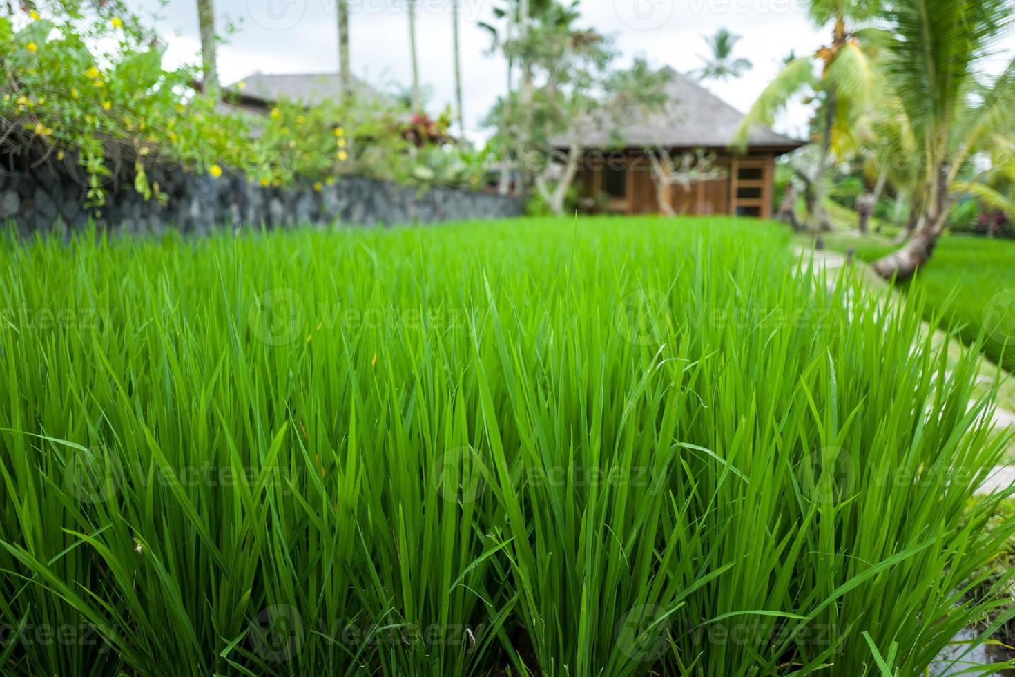 die Campuhan Gratwanderung in Ubud auf Bali foto