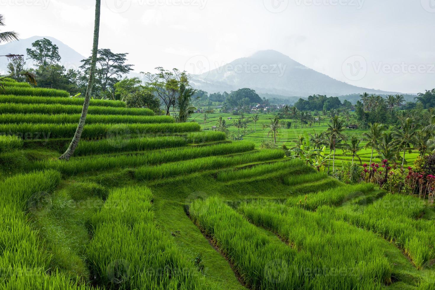 die tegallalang reisterrassen auf bali in indonesien foto