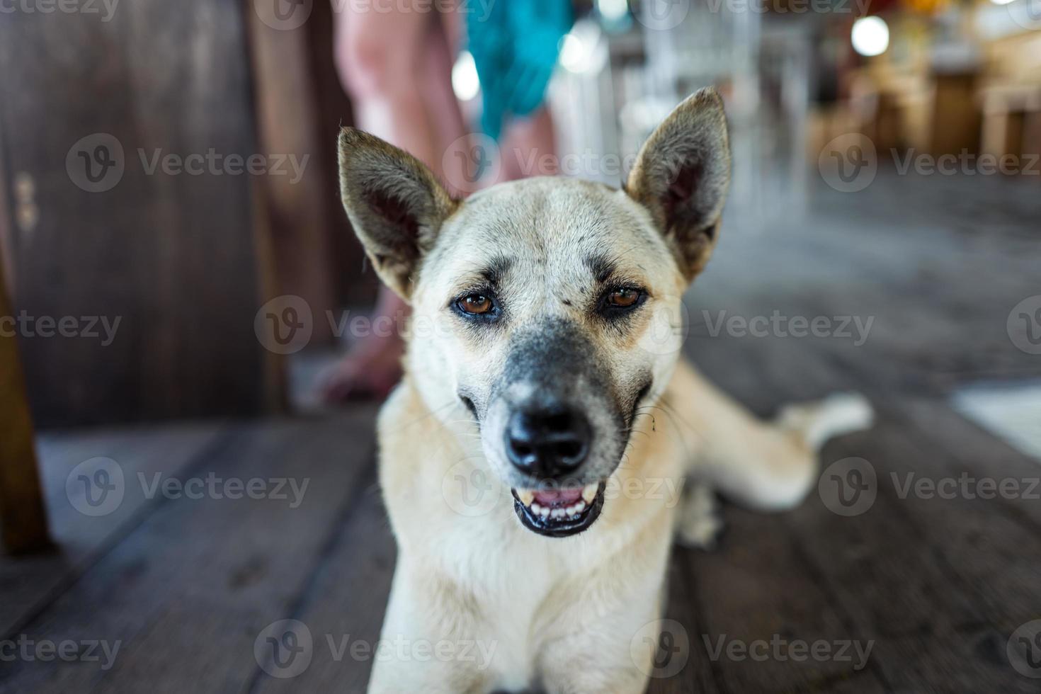 Straßenhund im Café auf Bali foto