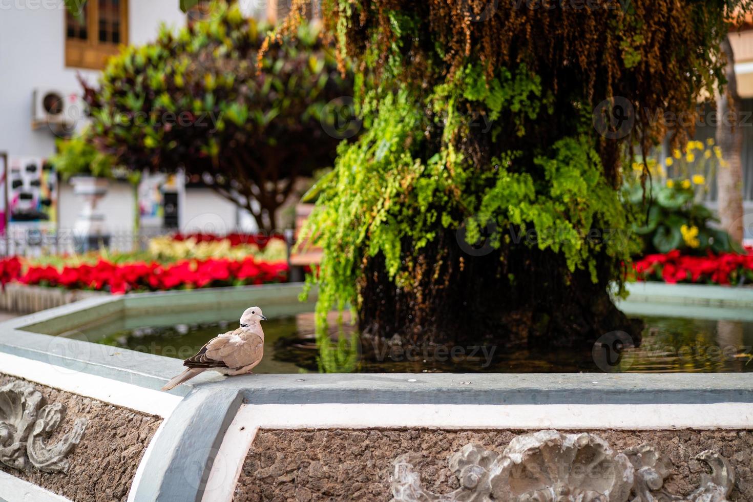 eine taube in puerto de la cruz foto