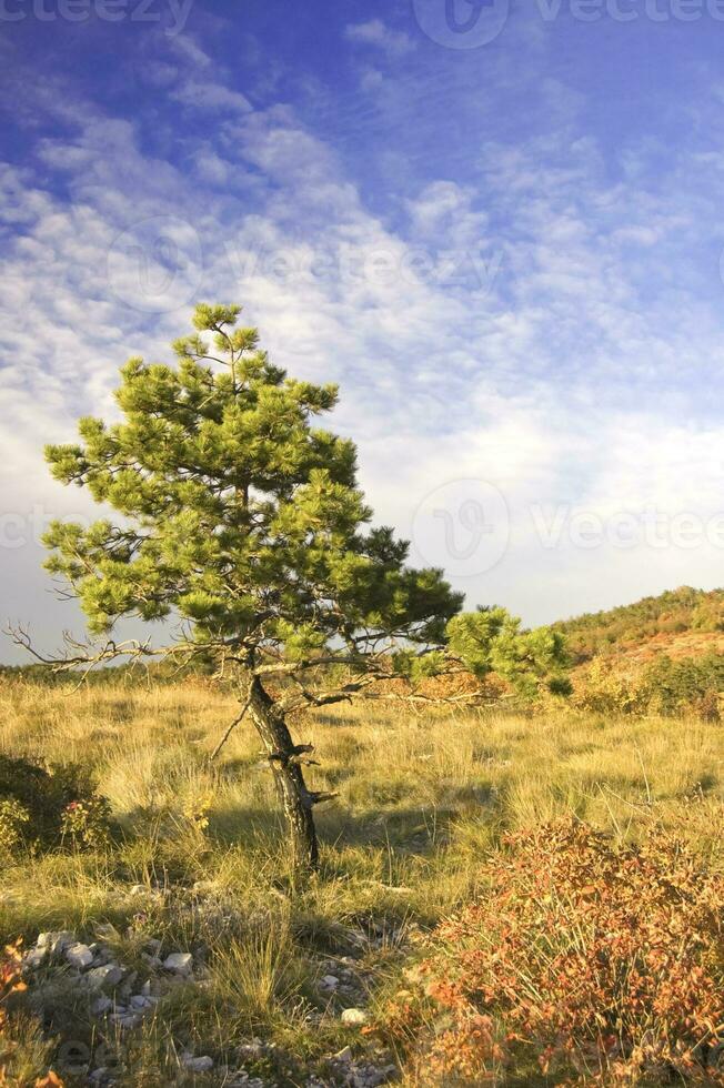 einsam Kiefer Baum foto