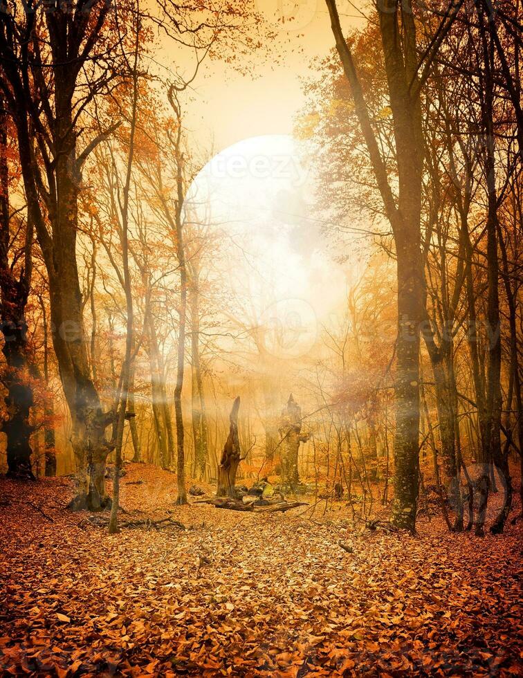 Herbst Wald und das Mond foto