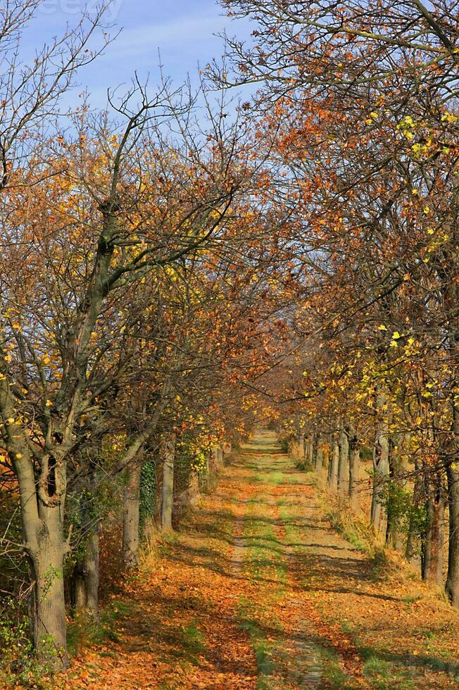 Bäume im Herbst foto