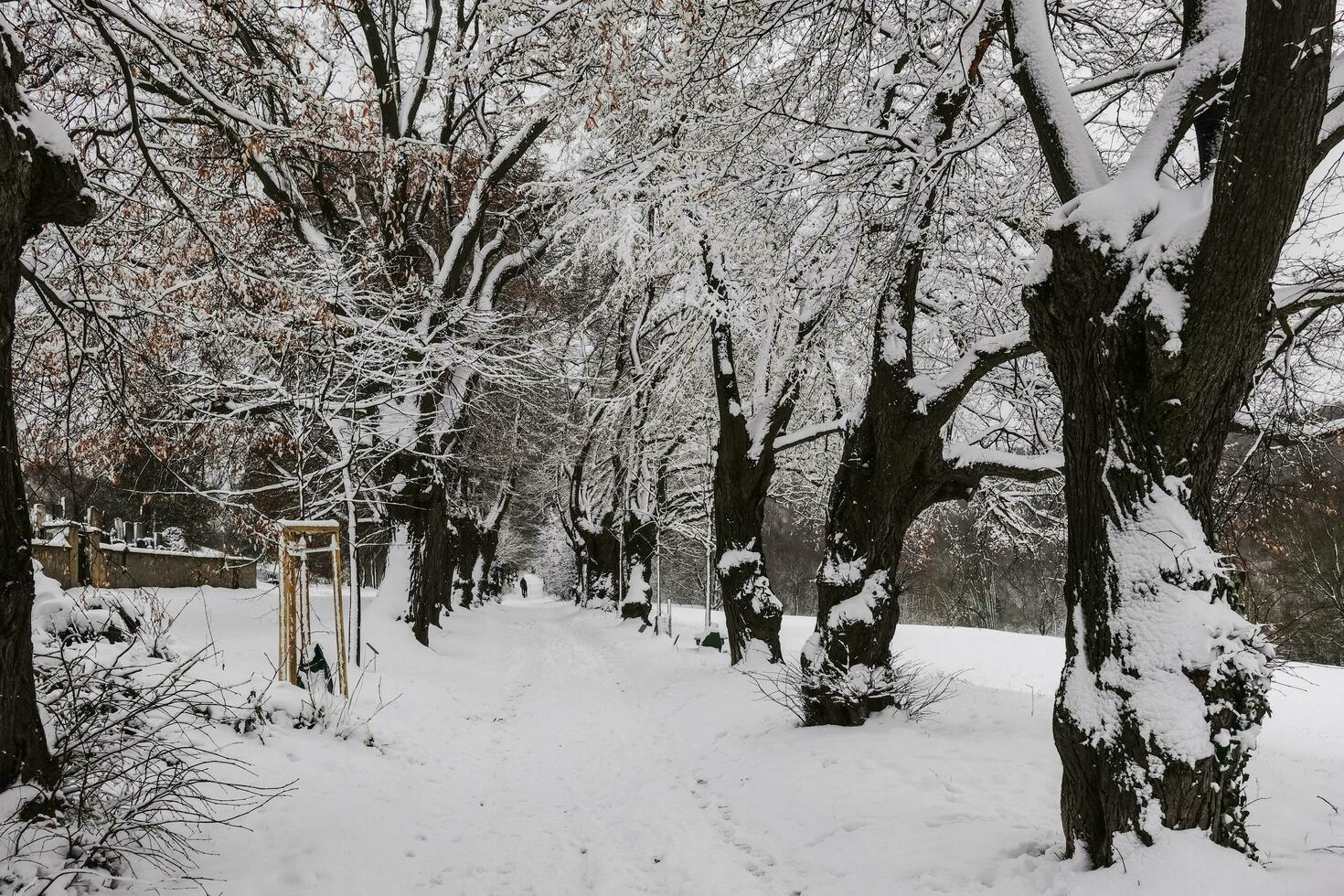 alt Avene mit viele Linde Bäume und wunderbar Schnee während Wandern foto